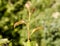 Ants graze a colony of aphids on young pear shoots. Pests of plant aphids.