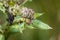 Ants guard herding and milking aphids on a plant in nature, Germany