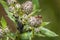 Ants guard herding and milking aphids on a plant in nature, Germany