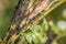 Ants guard herding and milking aphids on a plant in nature, Germany