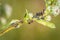 Ants guard herding and milking aphids on a plant in nature, Germany