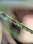 Ants guarding their eggs on a green plant branch