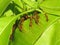 Ants help build their new nest on leaves of the mango tree.