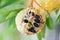Ants and insects eat fruit sugar apple or custard apple on tree / Annona sweetsop