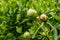 Ants invasion, peony flower