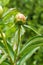 Ants invasion, peony flower