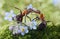 Ants kissing in flowers (actually feeding)