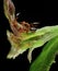 Ants on leaf flower with larvas