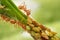 Ants and leafhopper on green tree