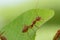 Ants and leafhopper on green tree