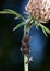 Ants milking plant lice