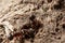Ants near an anthill