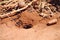 Ants near burrow