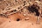 Ants near burrow and wooden shelter