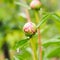 Ants Opening a Peony Blossom