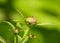 Ants on peony flower