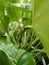 Ants on the Philodendron plants