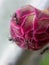 Ants on a pink cactus flower