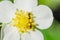 Ants on a strawberry flower