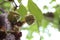 Ants and sugar apple flower or srikaya