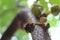 Ants and sugar apple flower or srikaya