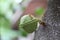 Ants and sugar apple flower or srikaya