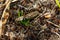 Ants swarm attacking a grasshopper