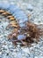 Ants swarmed by a large centipede bite.