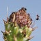 Ants Tend Aphids on a Cholla Bud