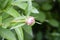 Ants in the unopened bud of peony. Ants collect sweet sap of the plant