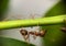 ants walking on branch tree