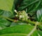 The ants that were on the noni flower petals