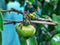 Ants and  Young Soursop Plant