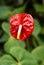 Anturium flower