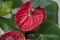 Anturium red natural flower, tropical plant