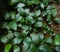 Anubias aquatic and semi aquatic flowering plants close-up view