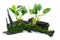 Anubias barteri aquarium plants and green moss