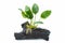 Anubias barteri aquarium plants on small driftwood