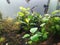 anubias plant in aquarium fresh