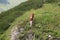 An anxious calf tries to walk over a dangerous mountain ridge. Austria, Europe.