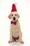 Anxious santa claus labrador retriever puppy looks to side