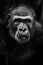 Anxious worried chimpanzee female close-up view, black darkened