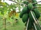 Any green papayas on a tree.In Thailand,people use papaya for make main food.