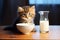 For any question, the answer is simple an adorable tabby kitten enjoying milk