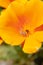 Anyphaena accentuata - buzzing spider crawling inside on yellow petals of California poppy known as a Californian sunlight. Eschsc