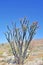 Anza-Borrego Desert: Ocotillo In Bloom