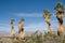 Anza-Borrego Desert Palms