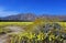 Anza Borrego desert state park spring landscape with yellow Brittlebush flowers