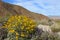 Anza Borrego desert state park spring landscape with yellow Brittlebush flowers