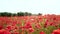 Anzac day. First World War. The remembrance poppy. Poppy-field against sunlight. Memorial Day in New Zealand, Australia